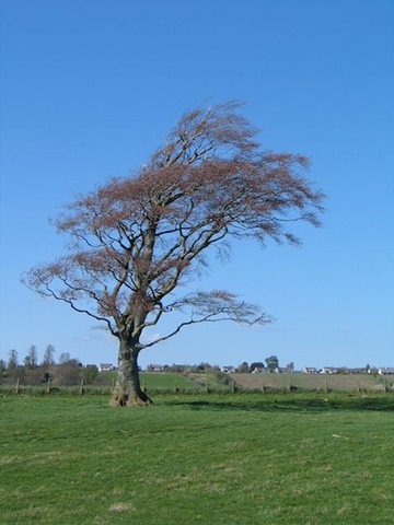 Windblown tree